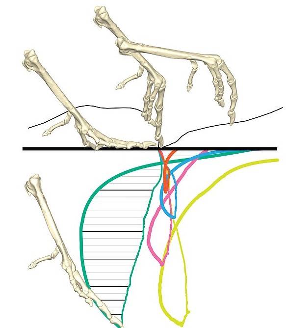 Huella dinosaurios Huella dinosaurios