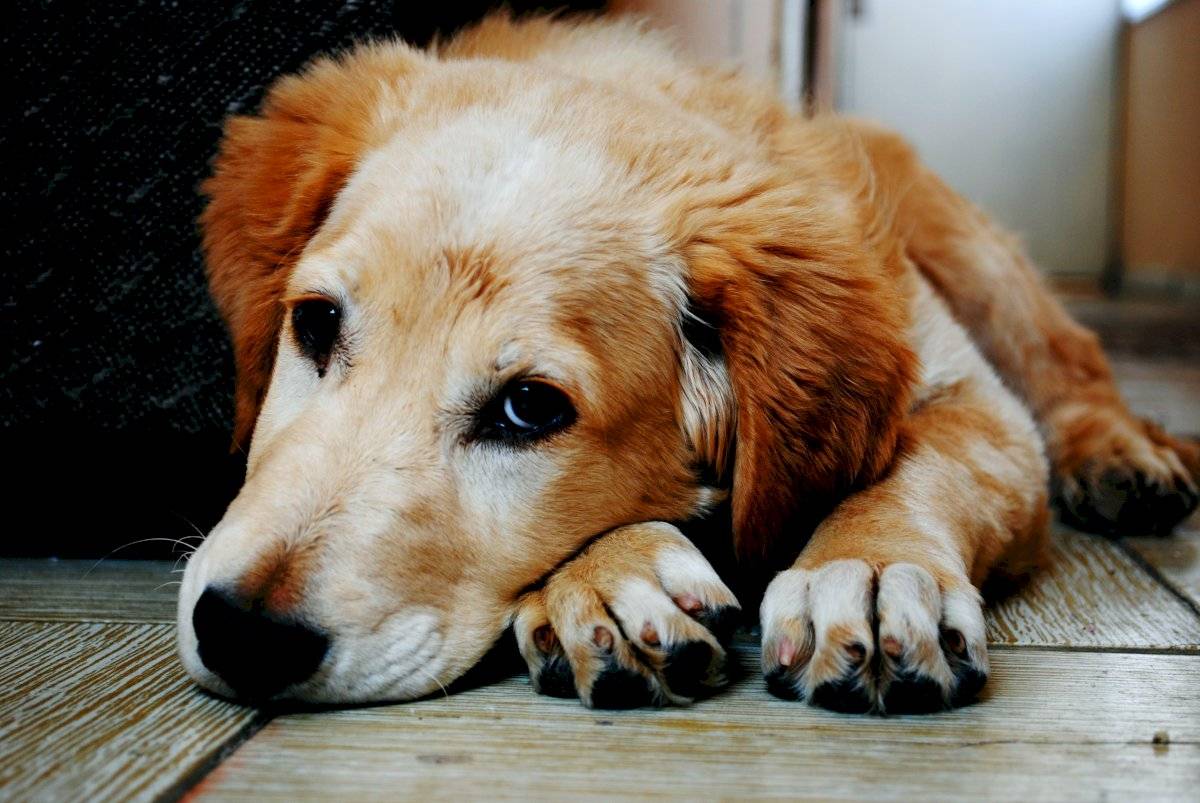 Consecuencias en perro por el confinamiento
