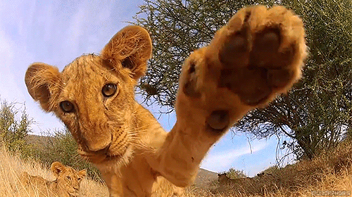 animales animales