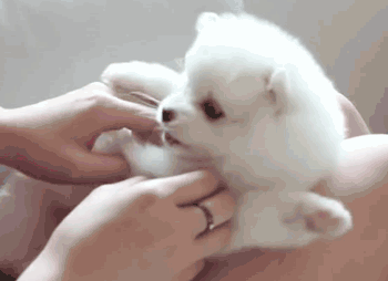 animales animales