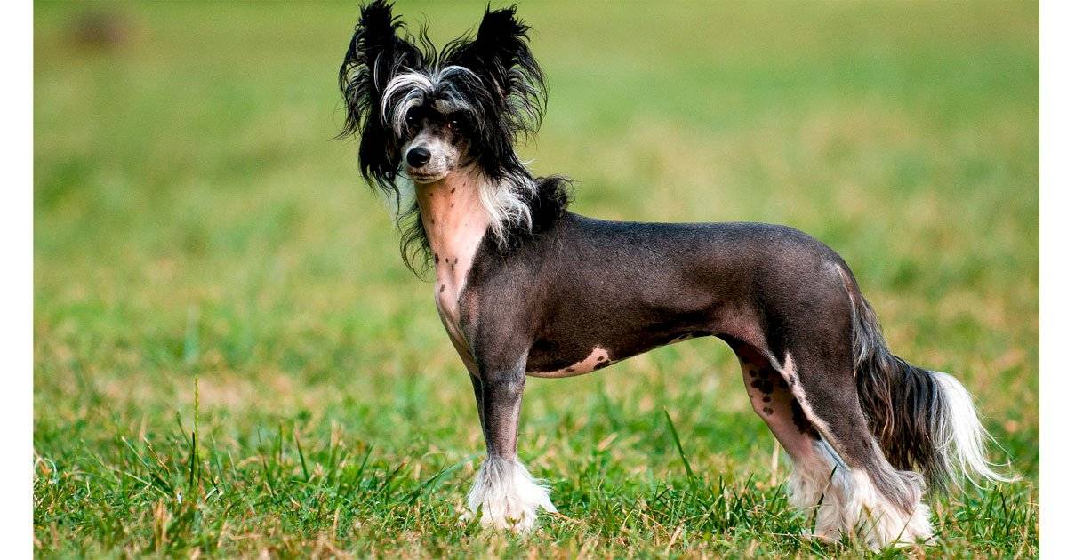 Cão de crista chinês
