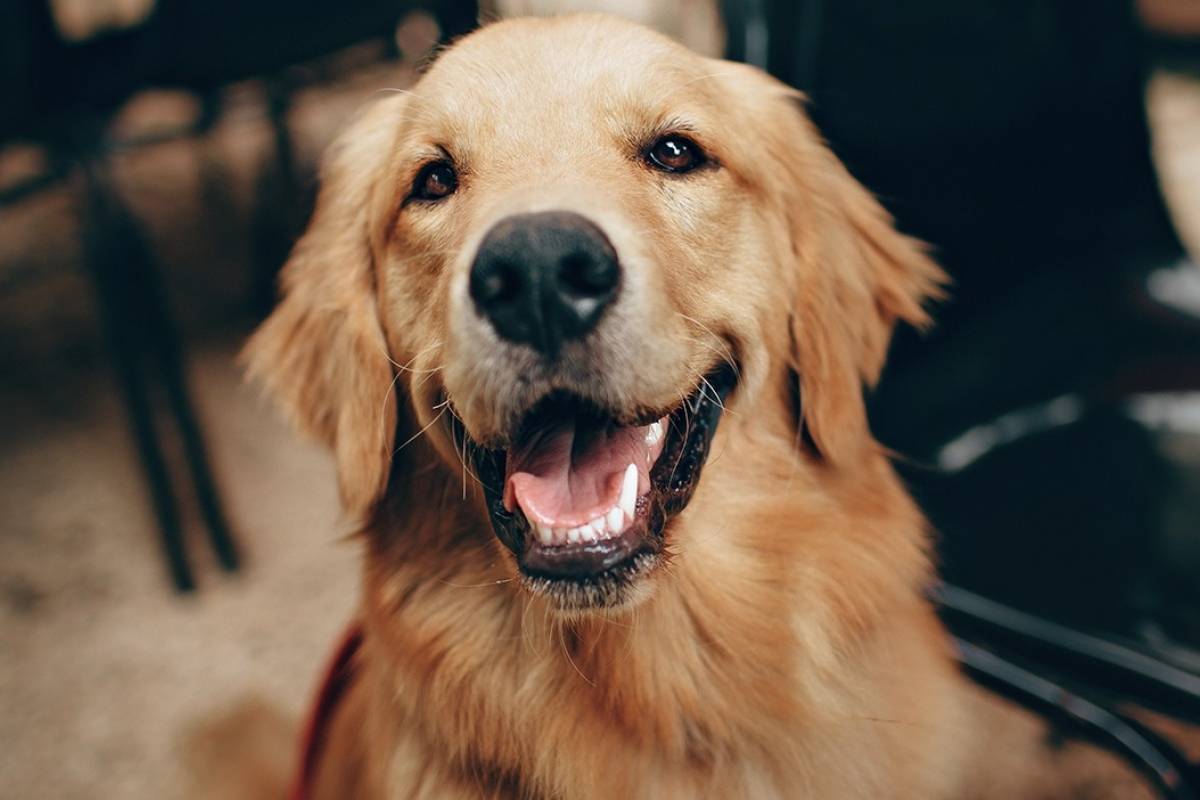 Por qué es importante que aprendamos a respetar y amar a los animales