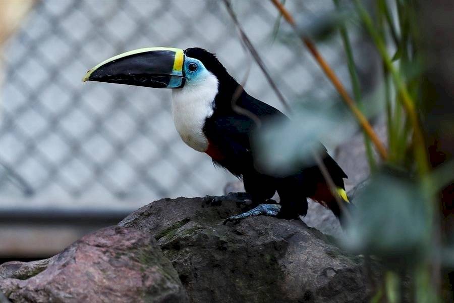 El zoológico de Quito reabre sus puertas luego de 110 días de confinamiento