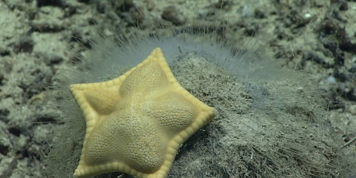 Conoce a 'Ravioli' la famosa estrella de mar al mejor estilo de la pasta italiana