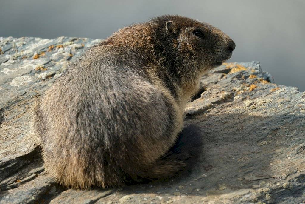Marmota