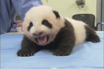 animales animales