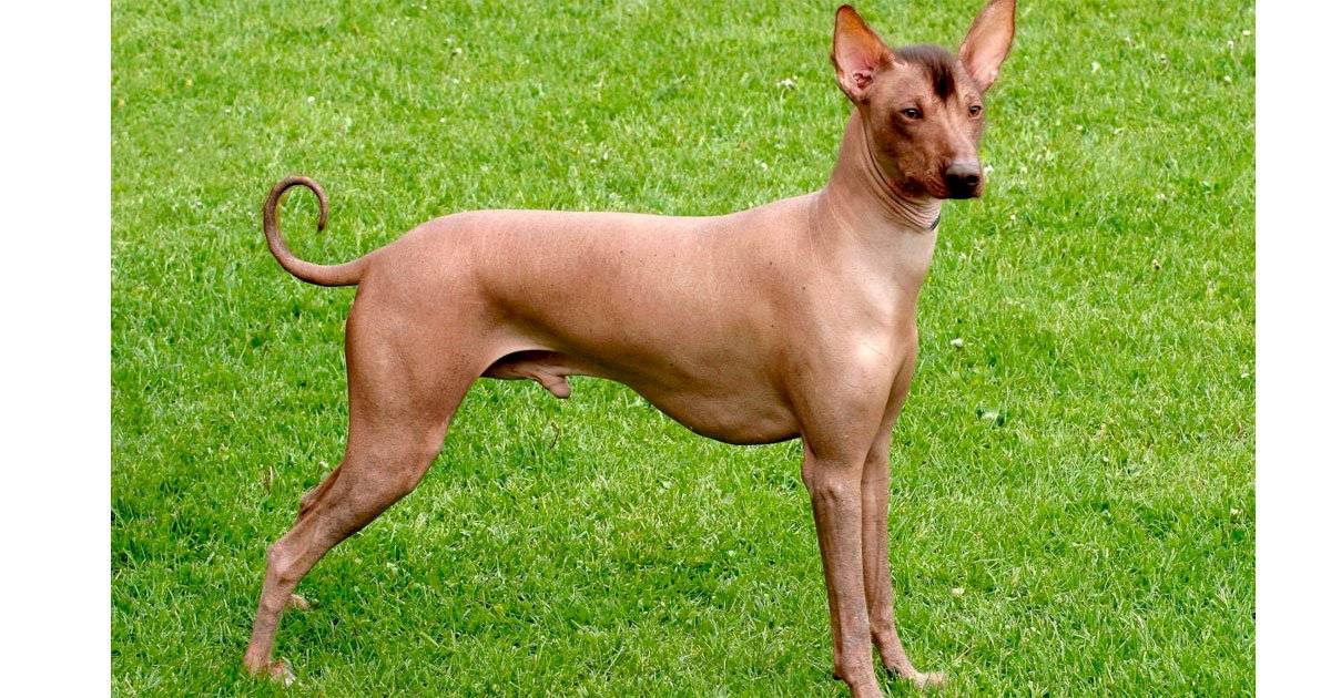cão pelado peruano