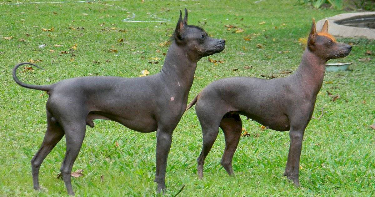 cão pila argentino