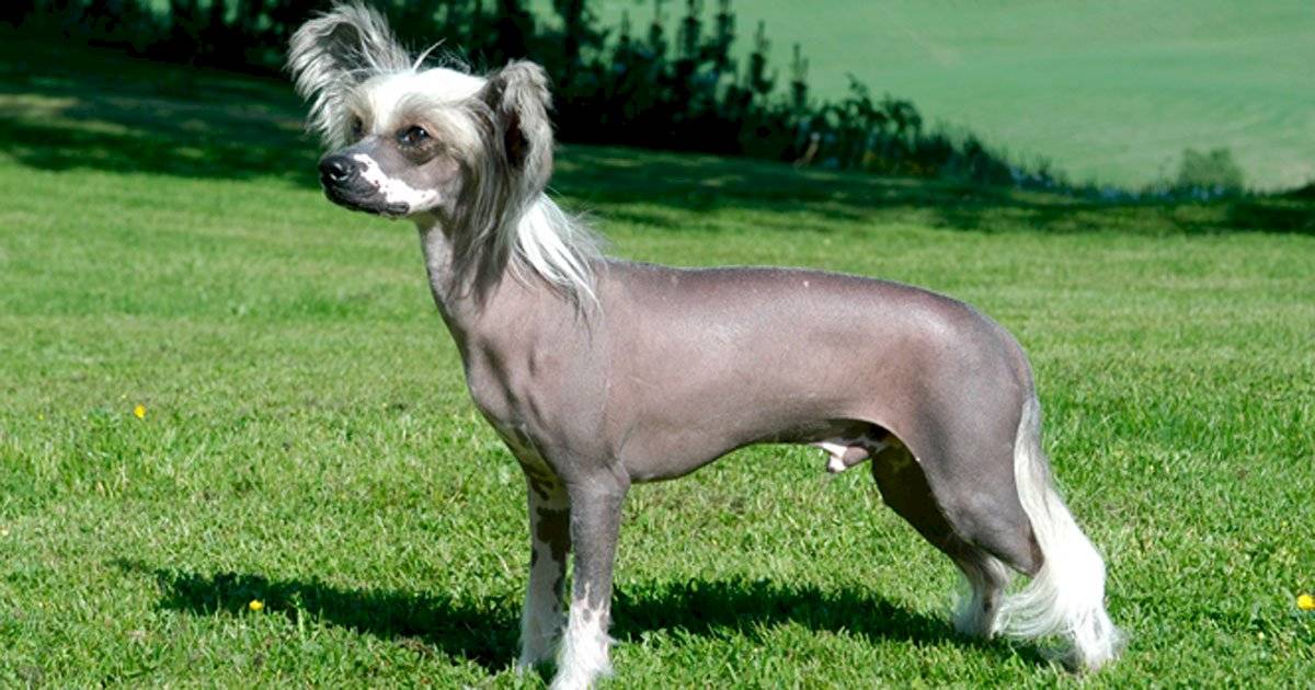 cão terrier americano sem pelo