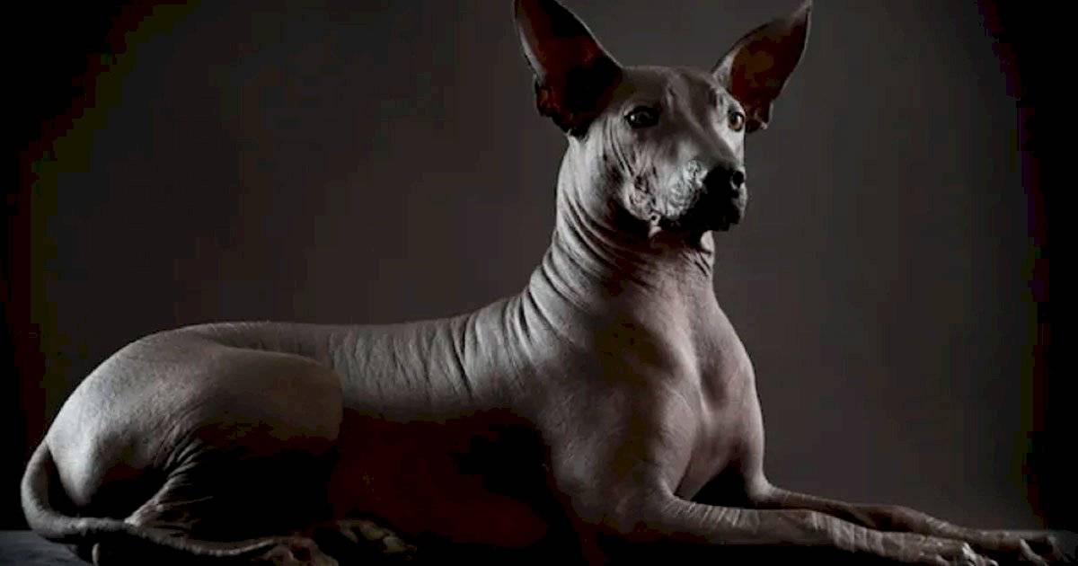 cão pelado mexicano