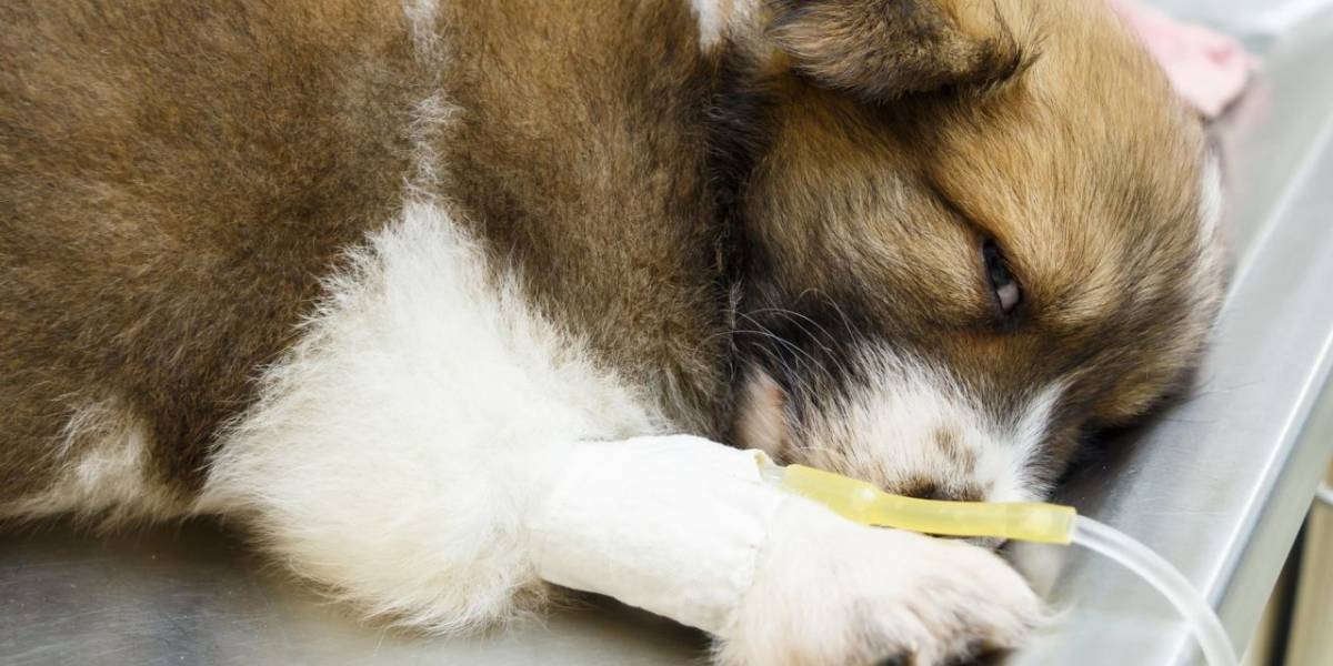 COVID-19: Sacrificado un perro en Estados Unidos por tener el virus