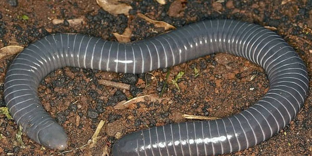 Fauna tropical: biólogos descubren colmillos venenosos en "gusanos" gigantes conocidos como cecilias