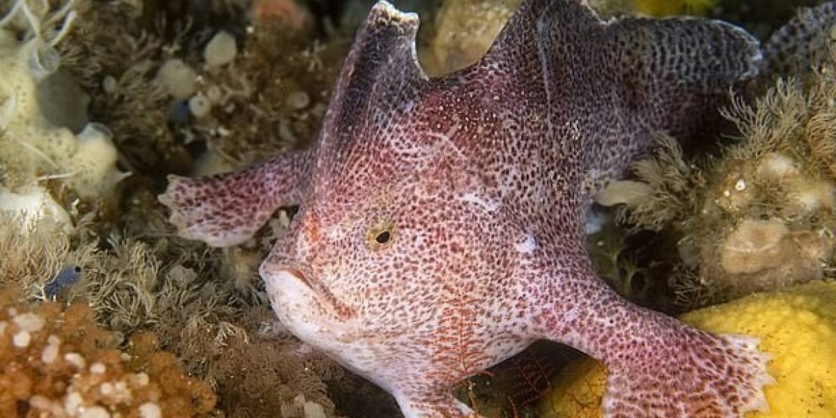 El "Pez-Mano liso" se convirtió en el primer pez marino extinto de la era moderna