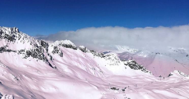 Nieve Rosa Nieve Rosa