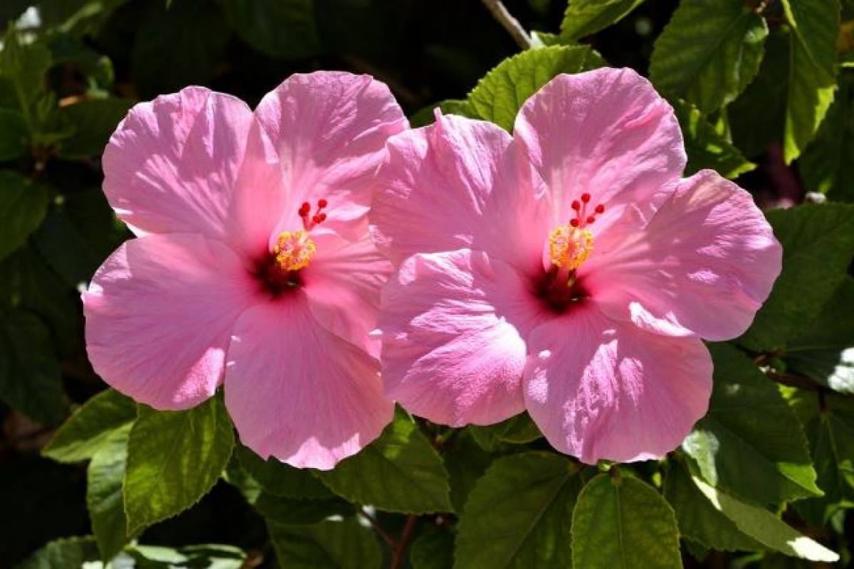 Tulipanes mexicanos de los que te vas a enamorar | Nueva Mujer