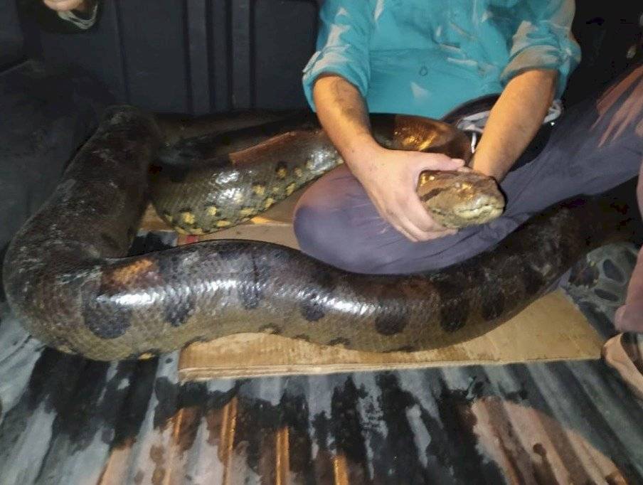 Rescate de anaconda