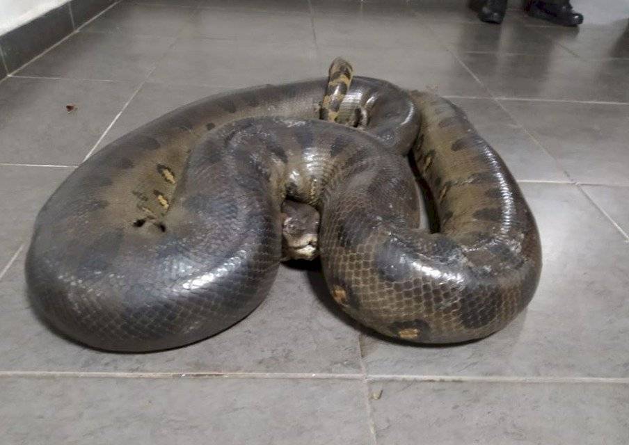 Rescate de anaconda