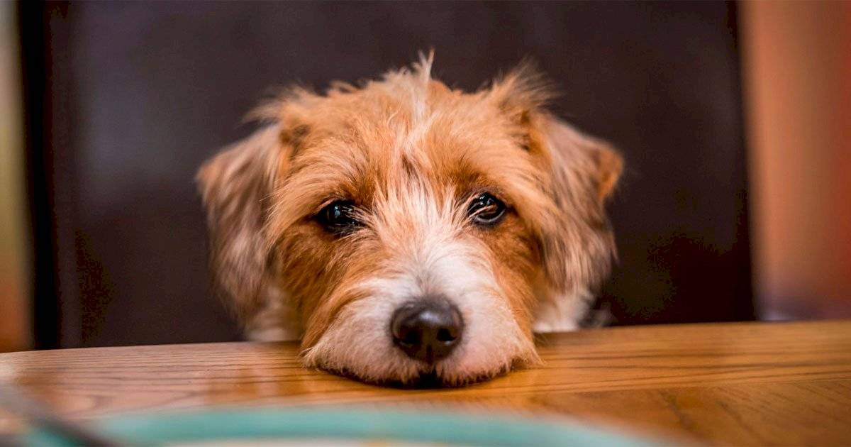 cachorro pedindo comida