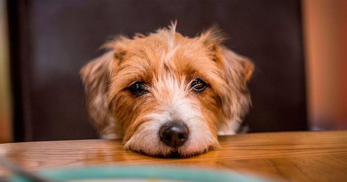 cachorro pedindo comida