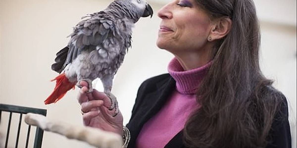 Conoce a Griffin: el loro que vence a niños y estudiantes de Harvard en pruebas de memoria