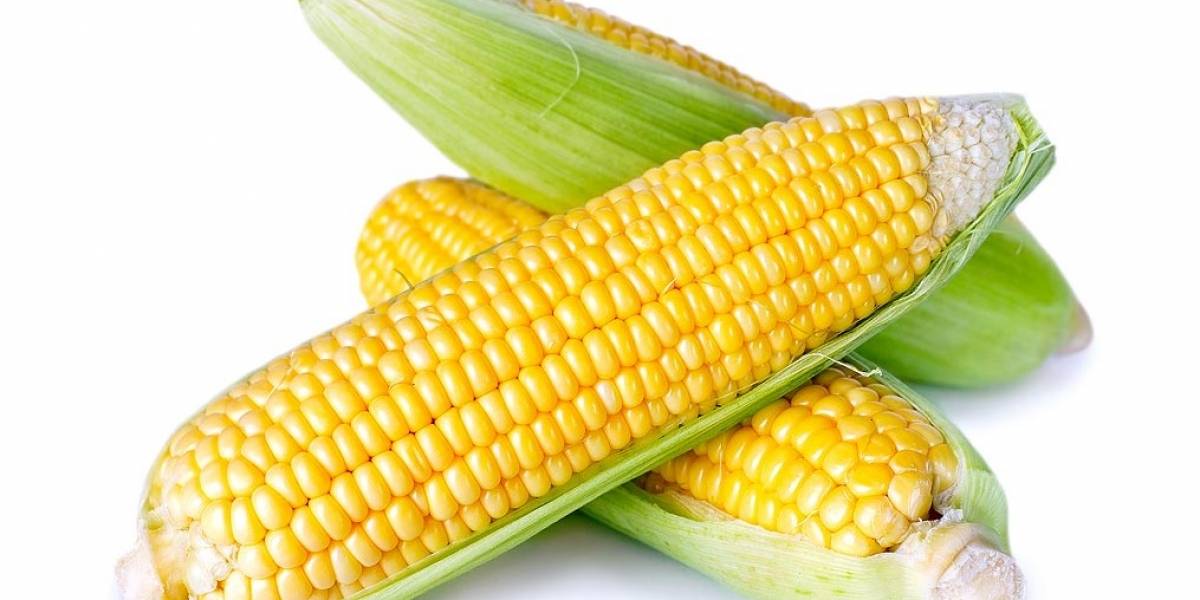 Ciencia: diseñaron maíz especial que reduce considerablemente la inflamación intestinal