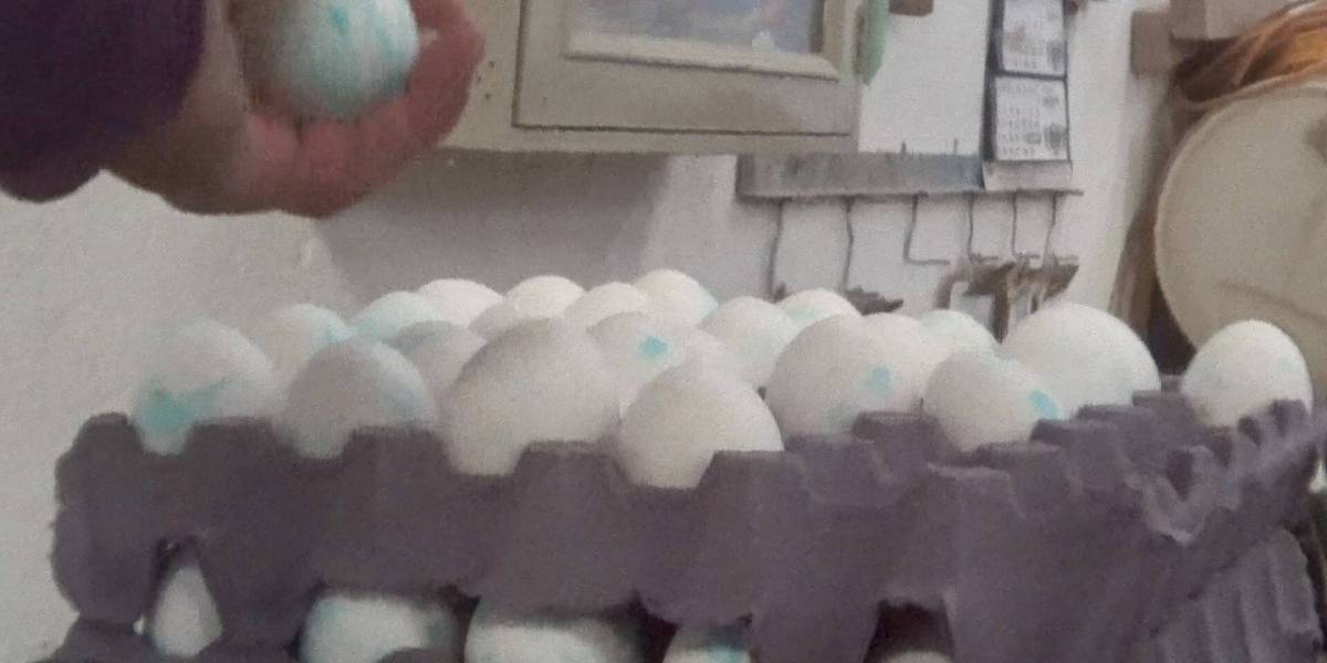 Huevos azules: expertos afirman que "las bacterias podrían atravesar los cascarones"