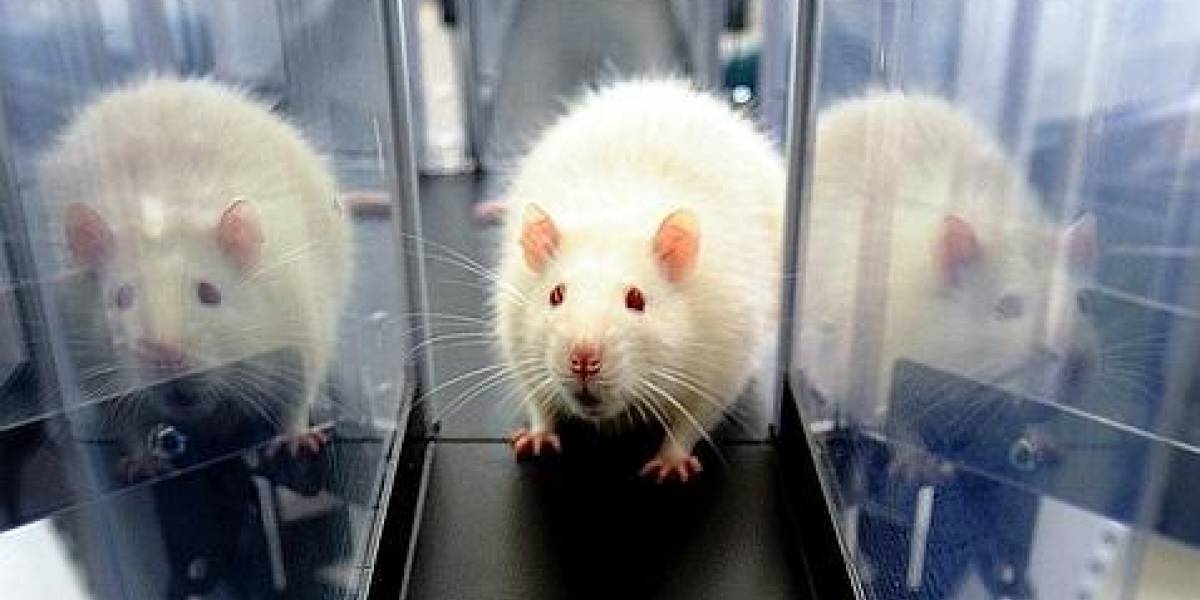 Las ratas tienen los mismos dilemas morales que los seres humanos, según un estudio