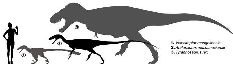 Aratasaurus museunacionali era um animal de porte médio Aratasaurus museunacionali era um animal de porte médio