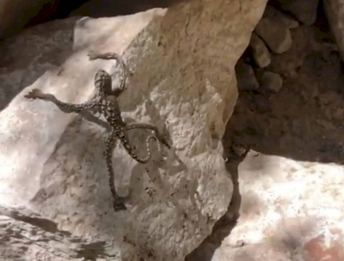 estadounidense filmó a un lagarto con ‘extremidades humanas’