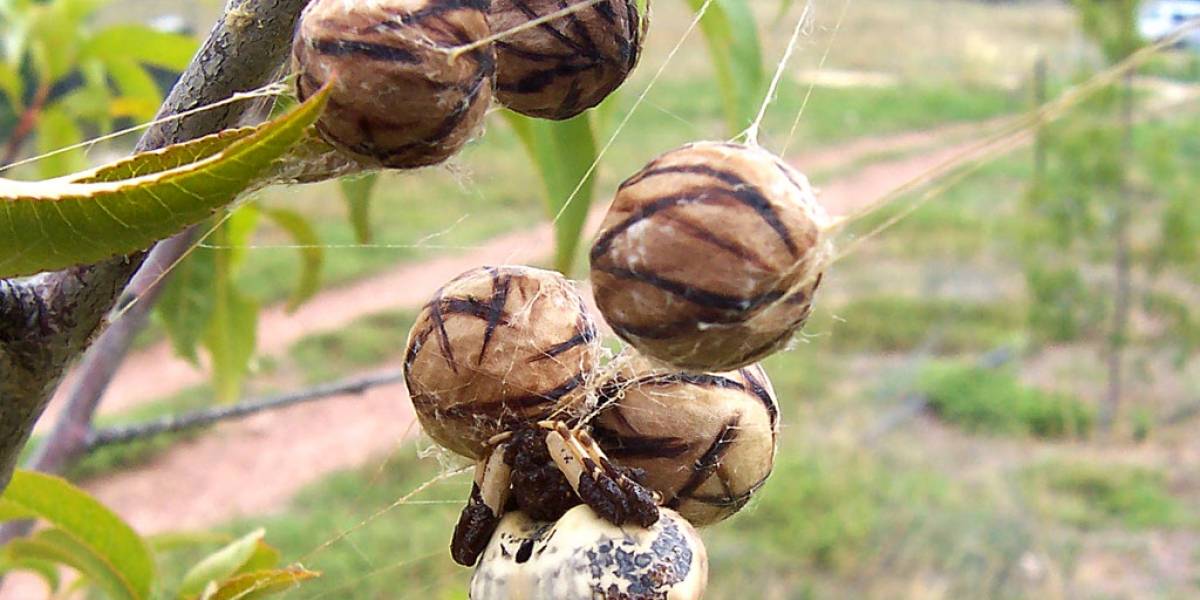 Arañas: Cinco especies que nadie puede atrapar por su camuflaje perfecto