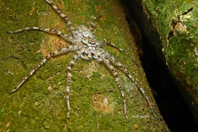  Pandercetes gracilis 
