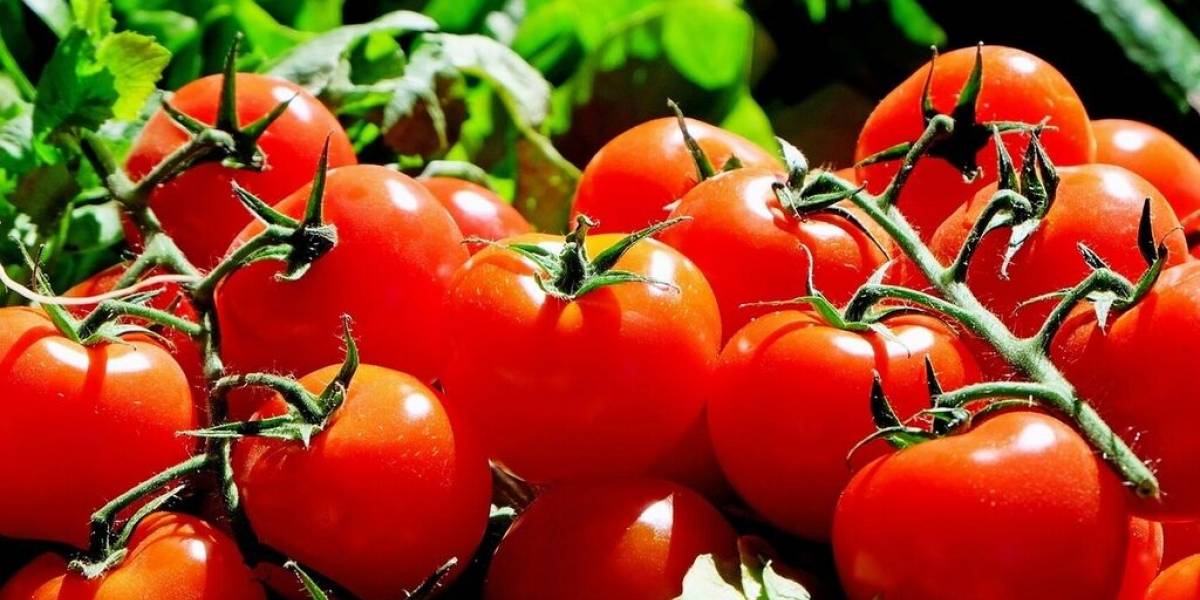 Ciencia: ¿por qué se dice que los tomates se hablan entre ellos?