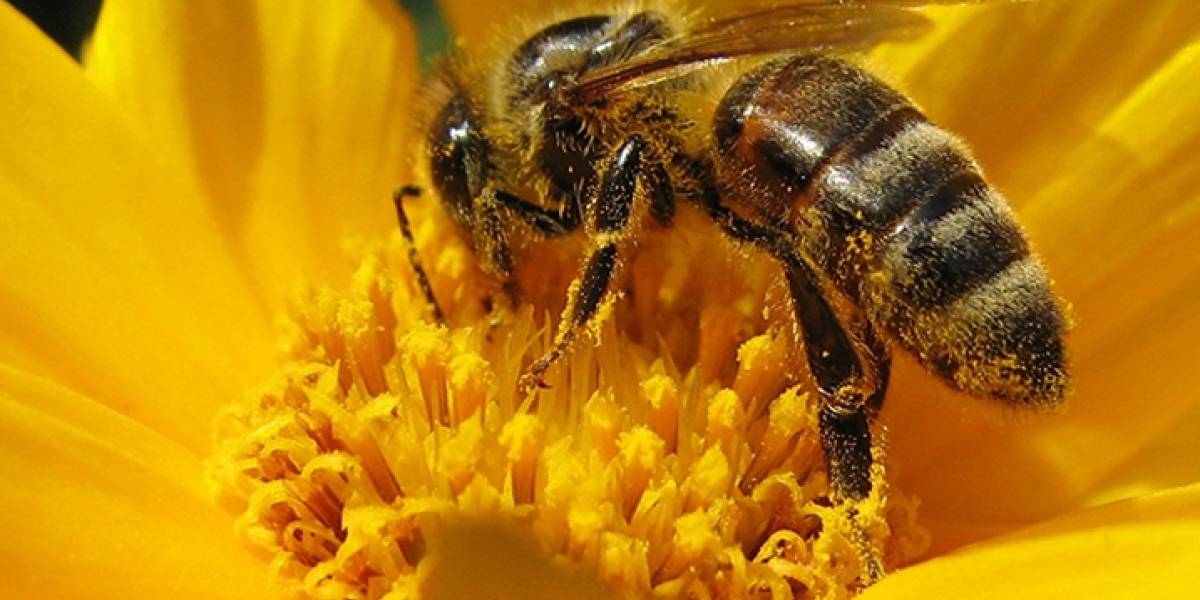 Pandemia animal: las abejas podrían sufrir un brote de infección provocado por un hongo que transmiten las flores