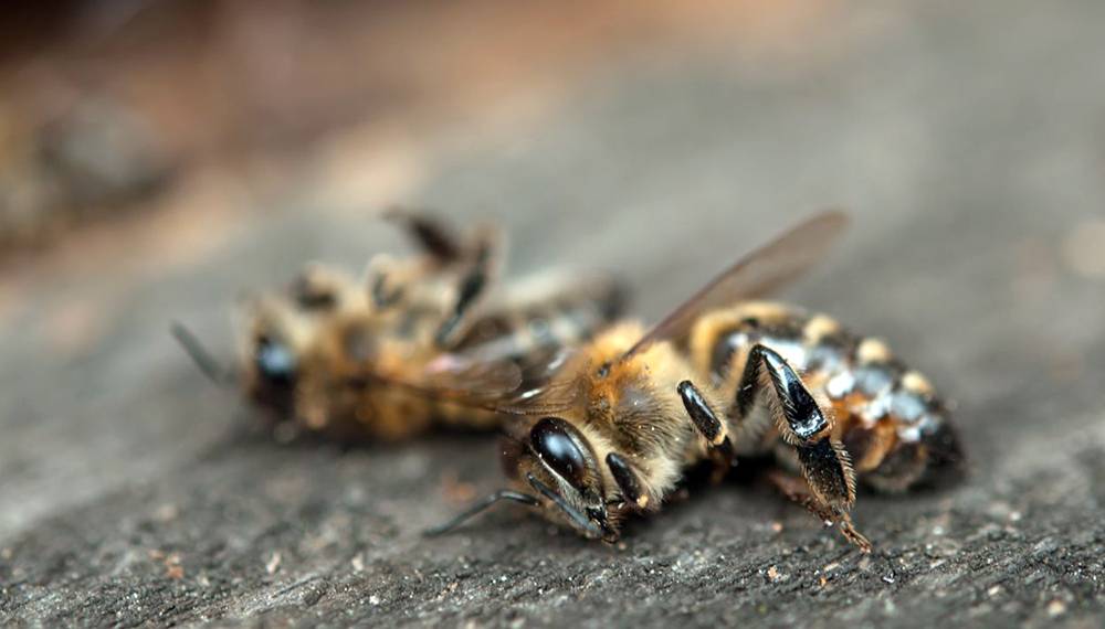 Abejas muertas Abejas muertas
