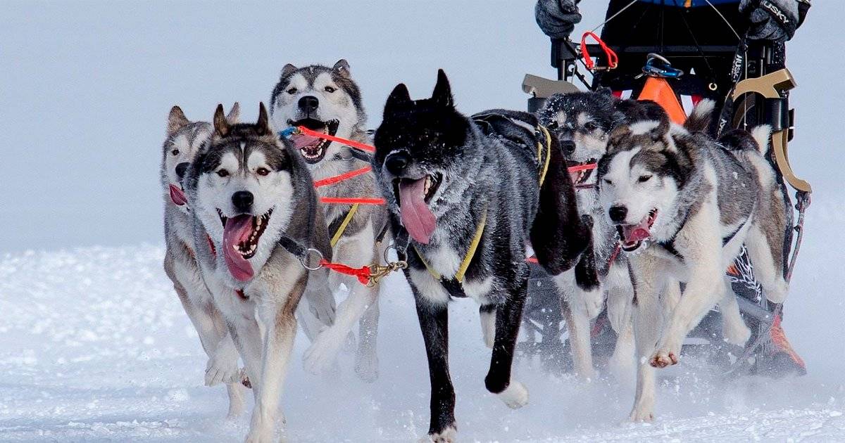 cão esquimó canadense