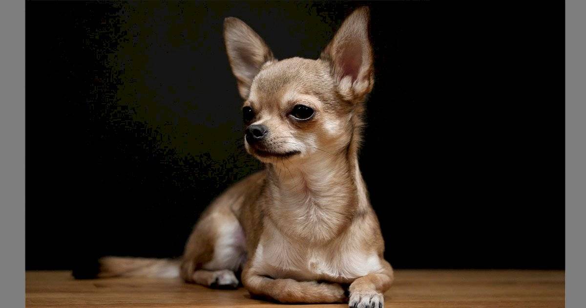 Chiuahua