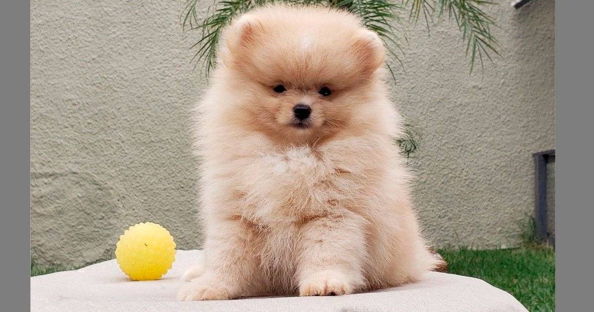 Lulu da Pomerânia
