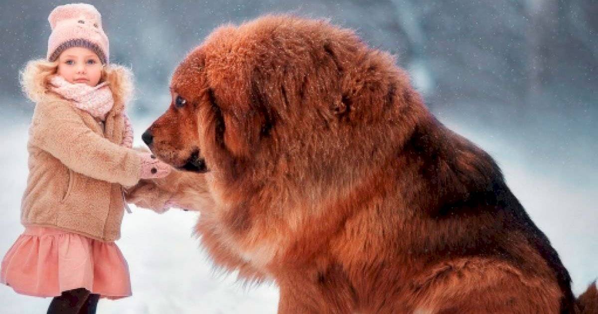 Mastim Tibetano