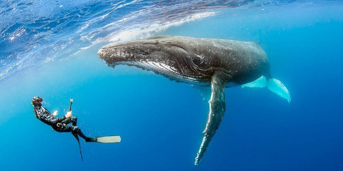 Científicos registraron por primera vez en imágenes el ataque de un tiburón blanco sobre una ballena jorobada