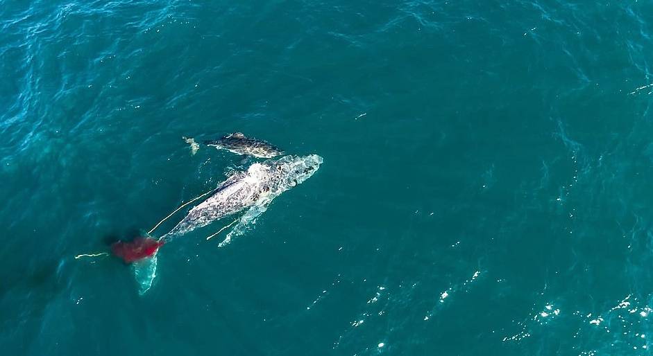 Ballena Tiburon