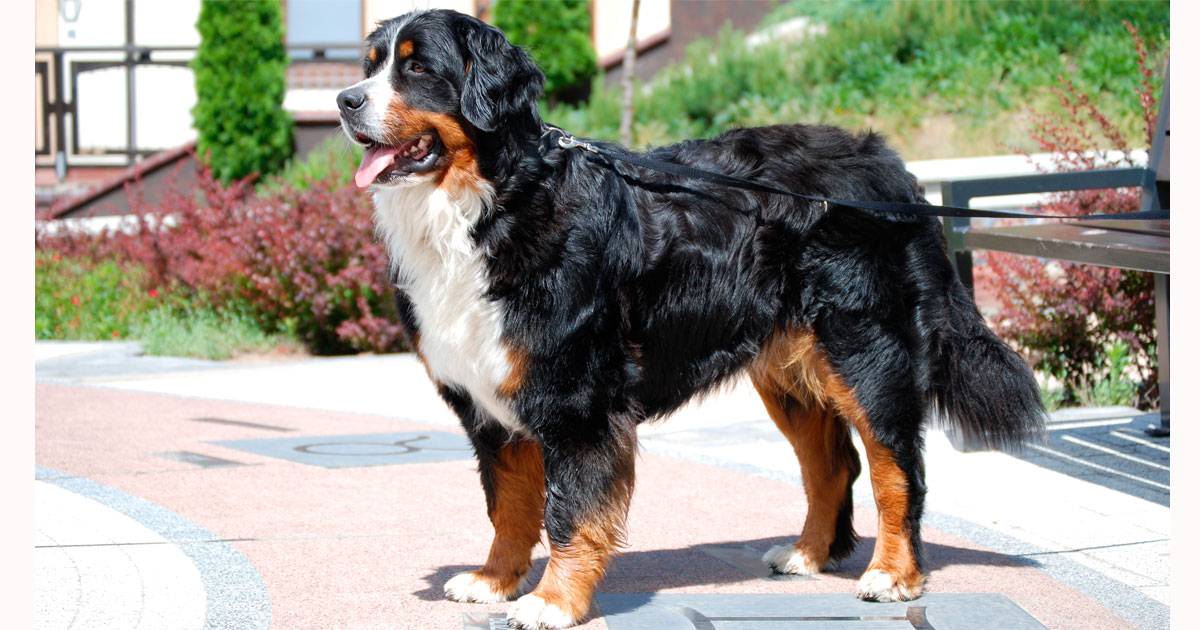 Bernese Mountain Dog Bernese Mountain Dog