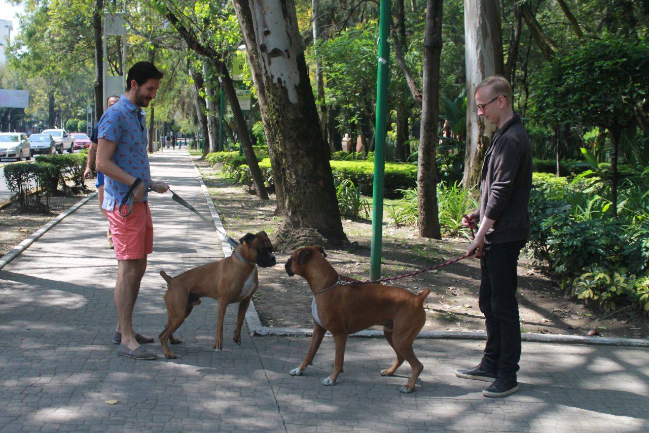 Perros