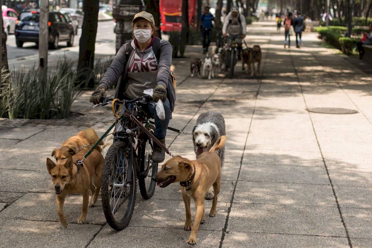 Paseo de mascotas en la CDMX.