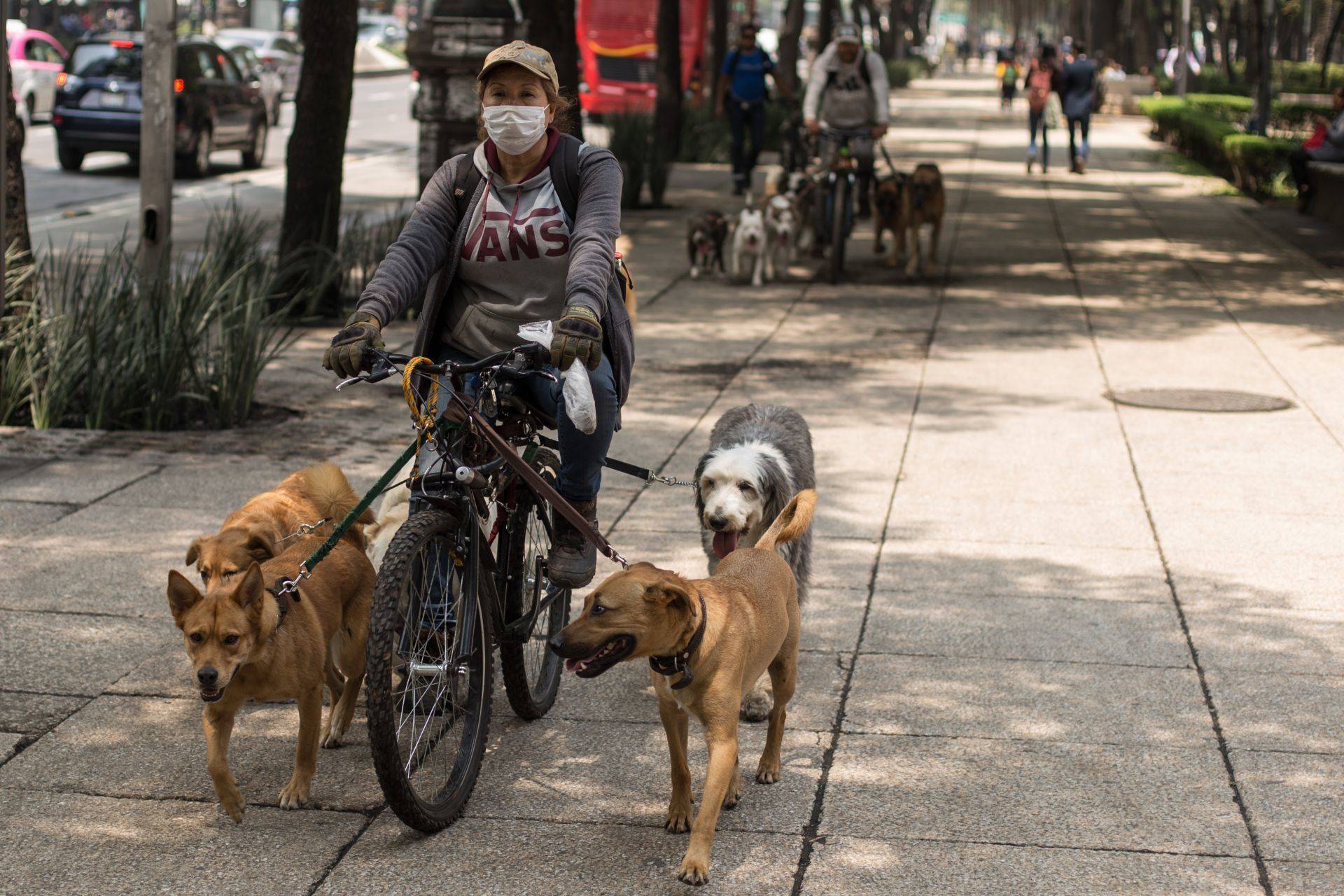 Paseo de mascotas en la CDMX. Paseo de mascotas en la CDMX.