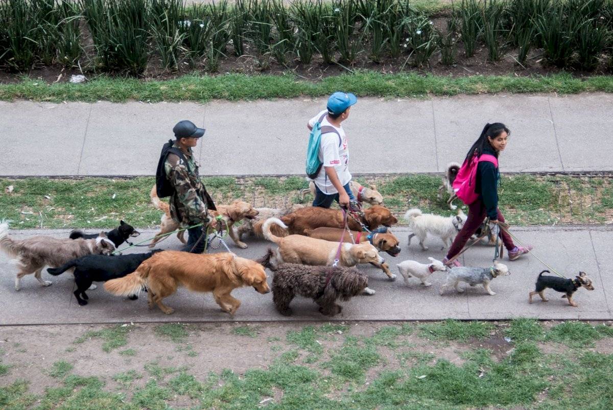 Paseo de mascotas en la CDMX.