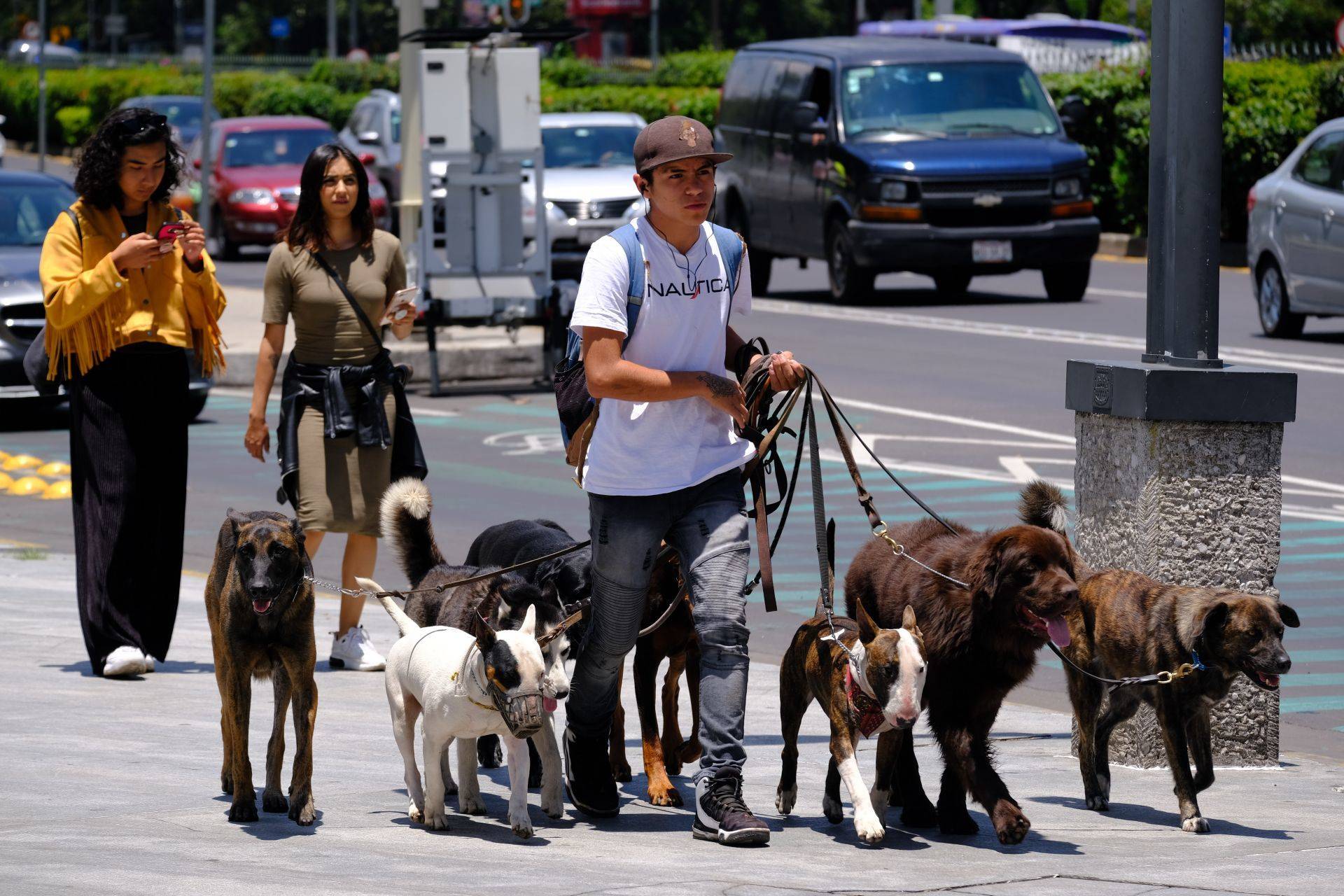 El próximo 21 de julio se conmemora el Día Mundial del Perro. Paseo de perros en la CDMX