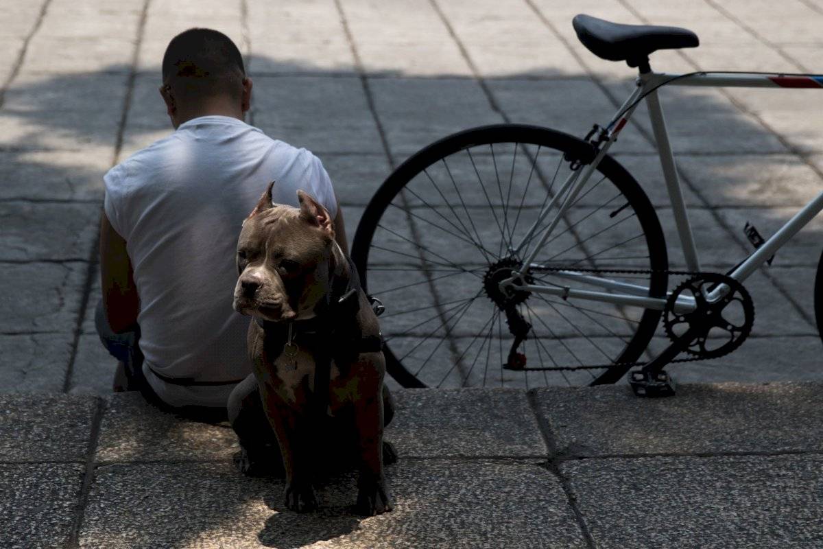 Paseo de mascotas en la CDMX.