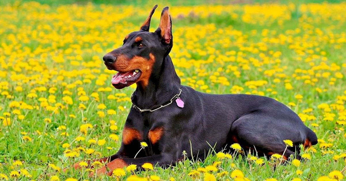 Doberman