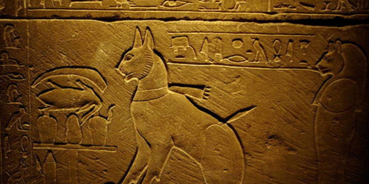 Investigadores hallaron restos de gatos en Polonia con data de hace 6.200 años