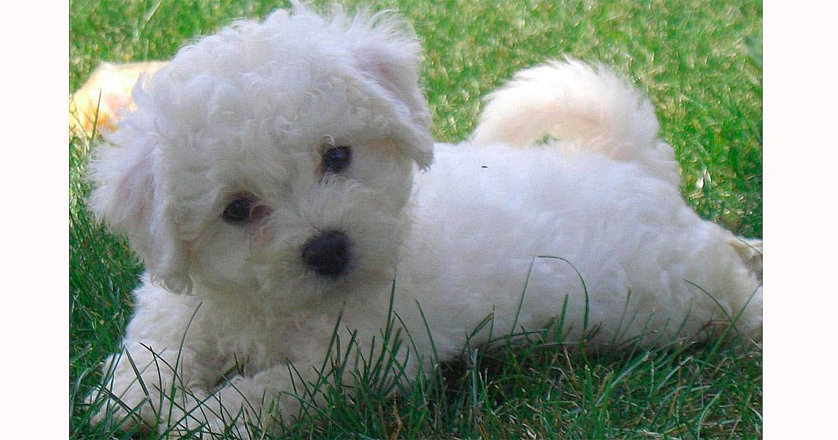 bichon frise